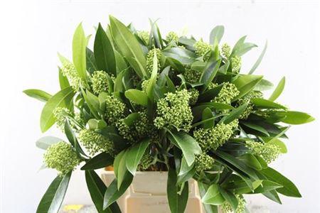 Skimmia per bos confusa 'Kew Green'