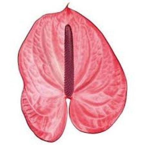 Anthurium Andreanum Grp Candy