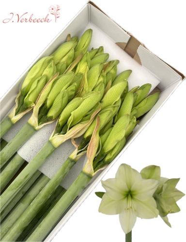 Hippeastrum Galaxy Grp 'Luna'