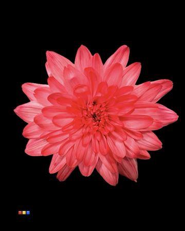 Chrysanthemum Indicum Grp tros kas kleurbehandeld H%