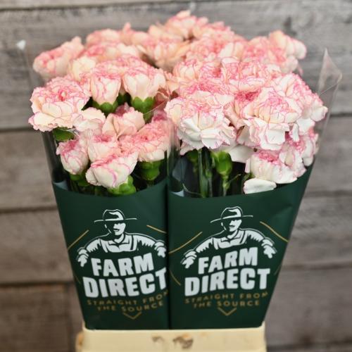 Dianthus standaard 'Pastel Damascus'