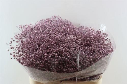 Gypsophila overig kleurbehandeld H%