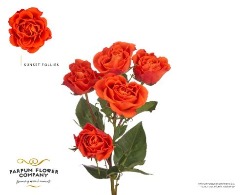 Rosa tros overig