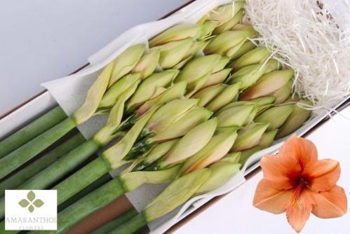 Hippeastrum Galaxy Grp 'Rilona'