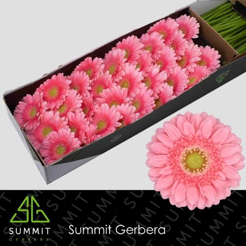 Gerbera mini Juna