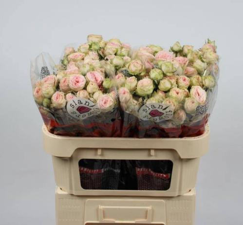 Rosa tros Sweet Giselle!