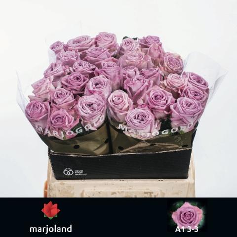 Rosa grootbloemig Nayeli!