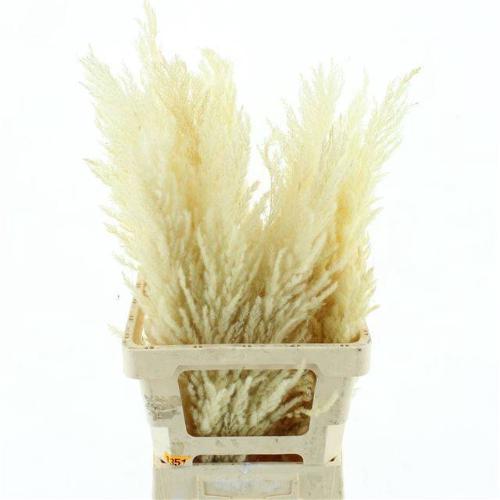Cortaderia selloana kleurbehandeld H%