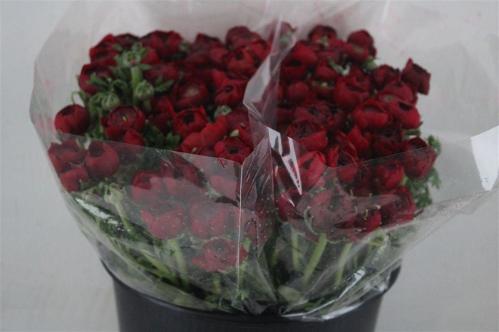 Ranunculus asiaticus 'Elegance Red'