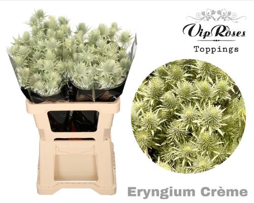 Eryngium alpinum kleurbehandeld H%