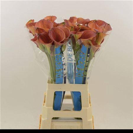 Zantedeschia 'Sunset Passion'