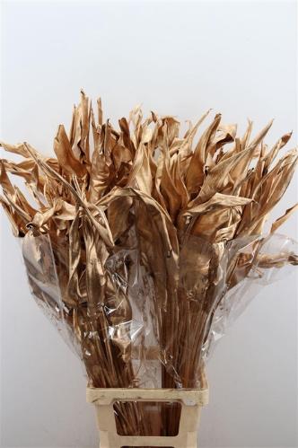 Strelitzia reginae (blad) kleurbehandeld H%