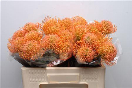 Leucospermum cordifolium overig