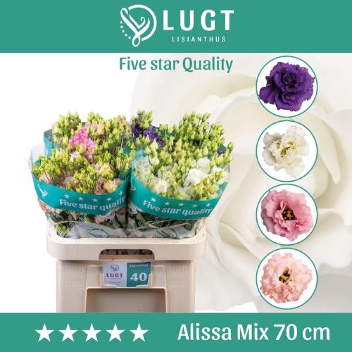 Eustoma russellianum gevuldbloemig Alissa gemengd in fust