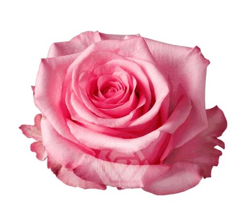 Rosa grootbloemig Opala