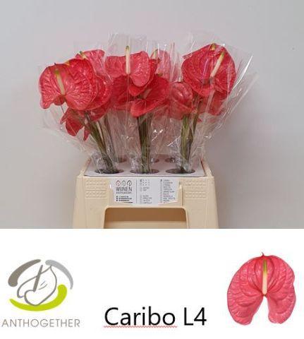 Anthurium (Andreanum Grp) Caribo