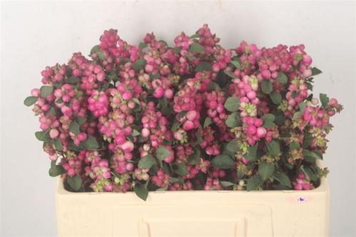 Symphoricarpos Magical Treasure