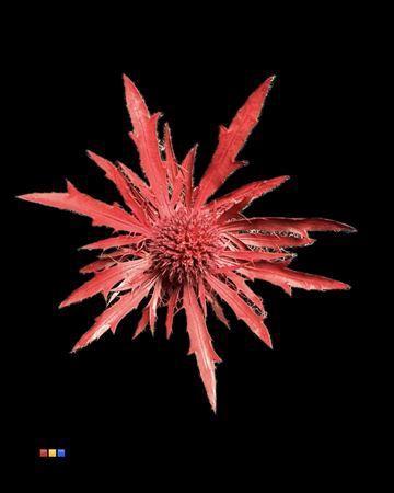 Eryngium alpinum kleurbehandeld H%