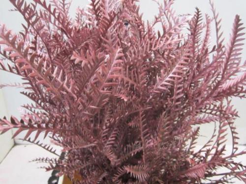Decoratiegroen kleurbehandeld H%