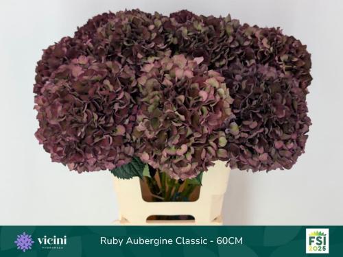Hydrangea macrophylla Magical Rubyred (classic paars)