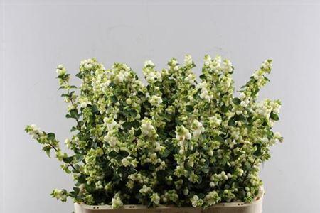 Symphoricarpos Magical Lemon And Lime