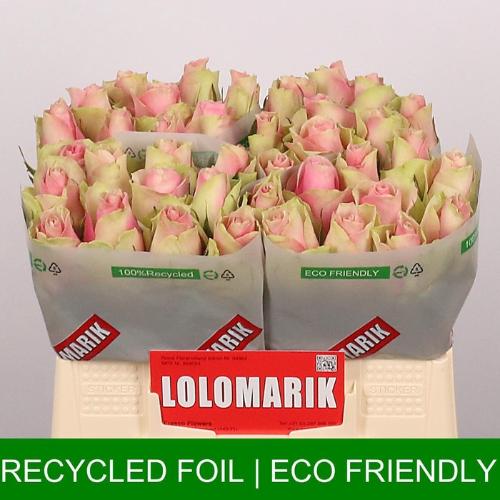 Rosa grootbloemig Belle Rose