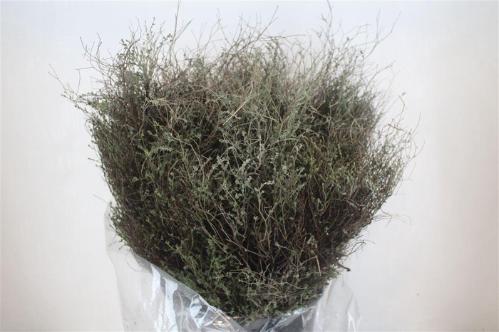 Thymus capitatus per bos