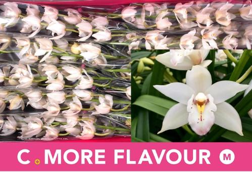 Cymbidium mini Swan Lake 'Margot'