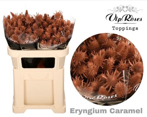 Eryngium alpinum kleurbehandeld H%