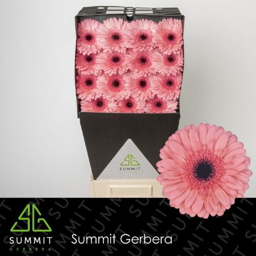 Gerbera grootbloemig 'Scala'