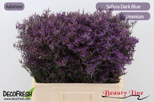 Limonium Safora Dark Blue