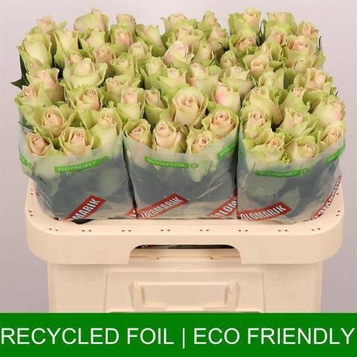 Rosa grootbloemig La Belle