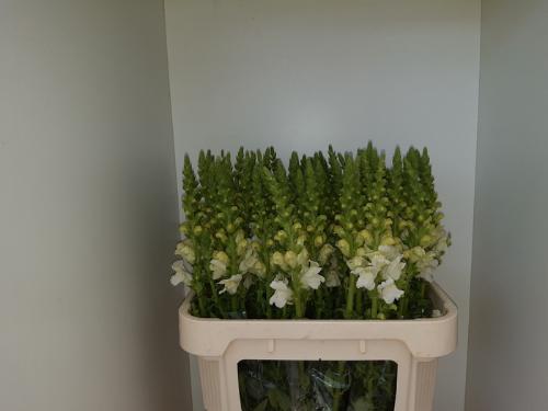 Antirrhinum majus 'Potomac Early White'