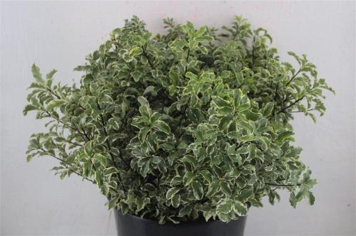 Pittosporum per bos