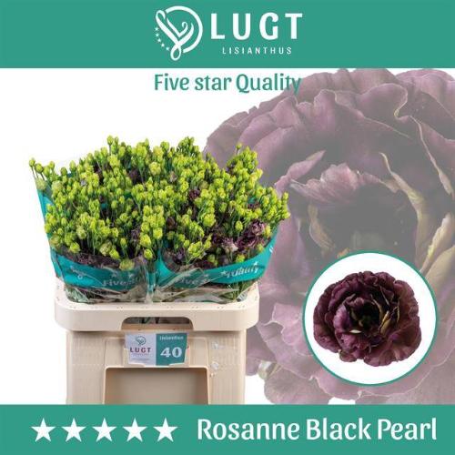 Eustoma russellianum gevuldbloemig 'Rosanne Black Pearl'