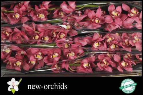 Cymbidium grootbloemig per tak Beauty Queen 'Chantal'