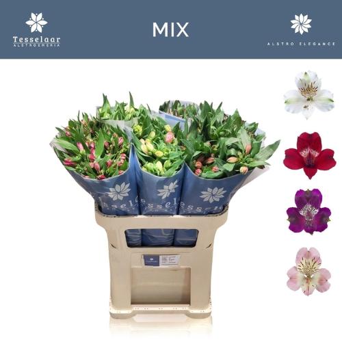 Alstoemeria gemengd in fust