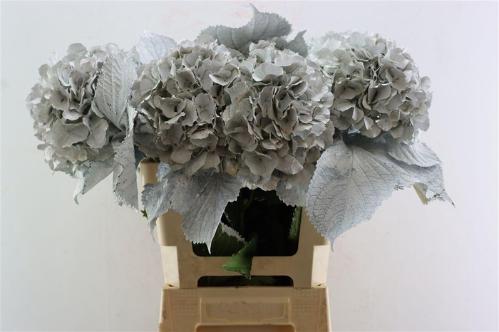 Hydrangea overig kleurbehandeld H%