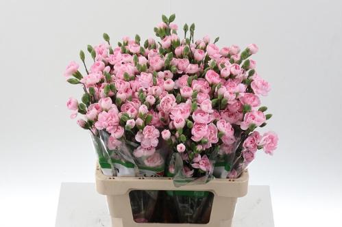 Dianthus tros overig
