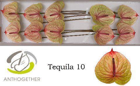 Anthurium (Andreanum Grp) Tequila