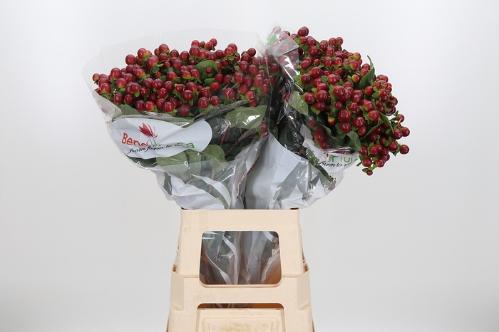 Hypericum x inodorum Magical Seasons