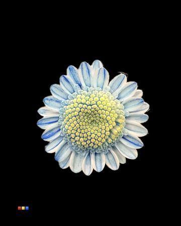 Chrysanthemum Indicum Grp tros kas kleurbehandeld H%