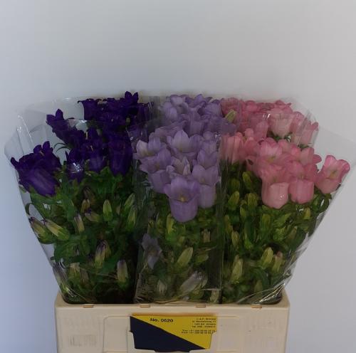 Campanula medium gemengd