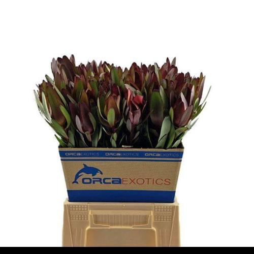 Leucadendron 'Safari Sunset'