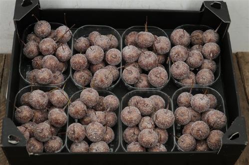 Wax appel H%