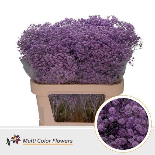 Gypsophila overig kleurbehandeld H%