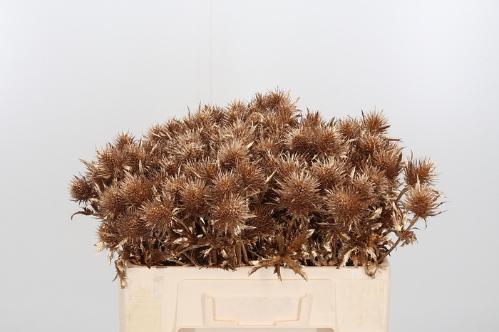 Eryngium alpinum kleurbehandeld H%