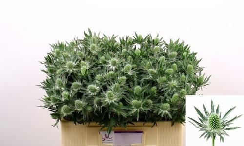 Eryngium Sirius Questar
