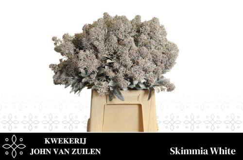 Skimmia per bos overig kleurbehandeld H%