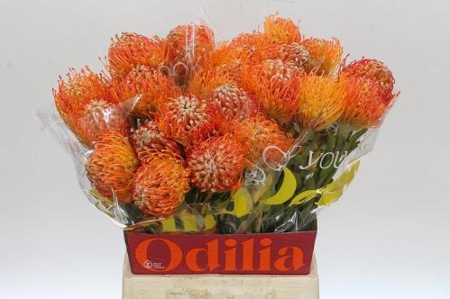 Leucospermum 'Jelena'